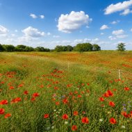 Duża działka ze stawem i możliwością zabudowy
