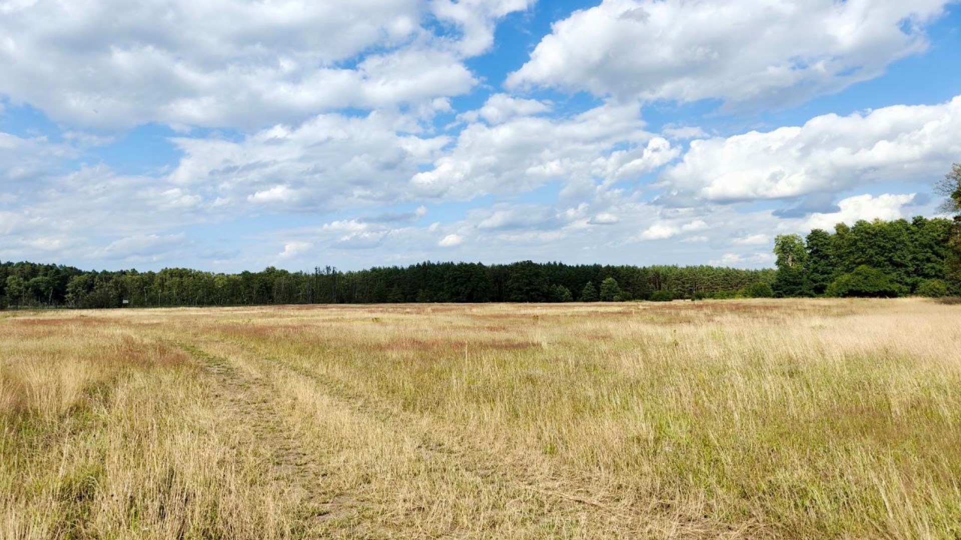 działka rolna 5,15 ha, Stolec, gmina Dobra!