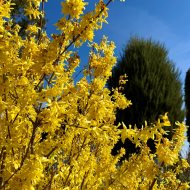 Działka ROD z domem po remoncie w Dąbiu