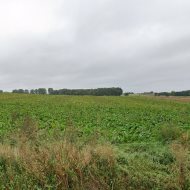 działki budowlane Bielice